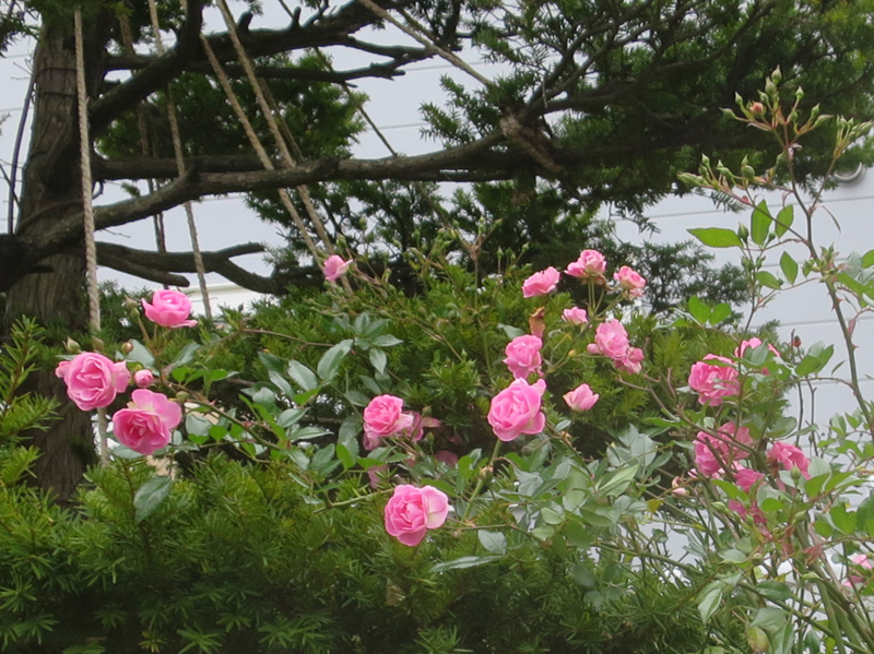 f:id:atarou:20171116064223j:image