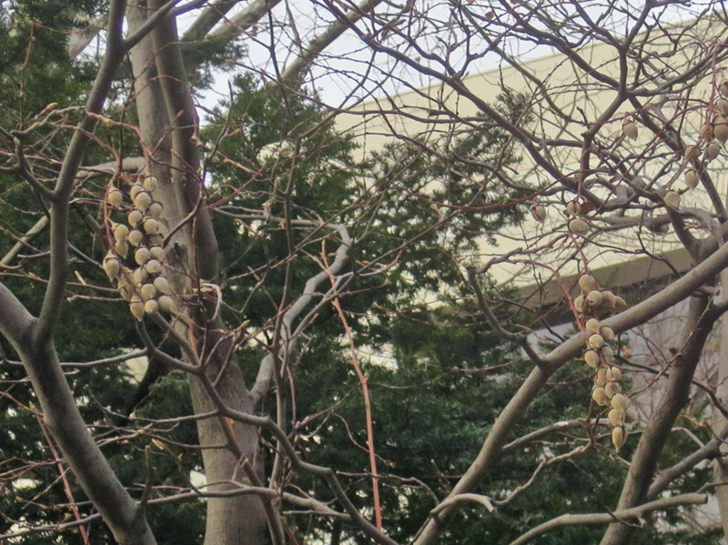 f:id:atarou:20171124064216j:image