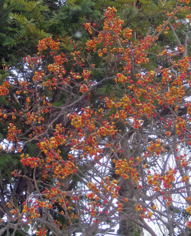 f:id:atarou:20171213065547j:image