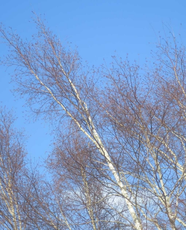 f:id:atarou:20180218065302j:image