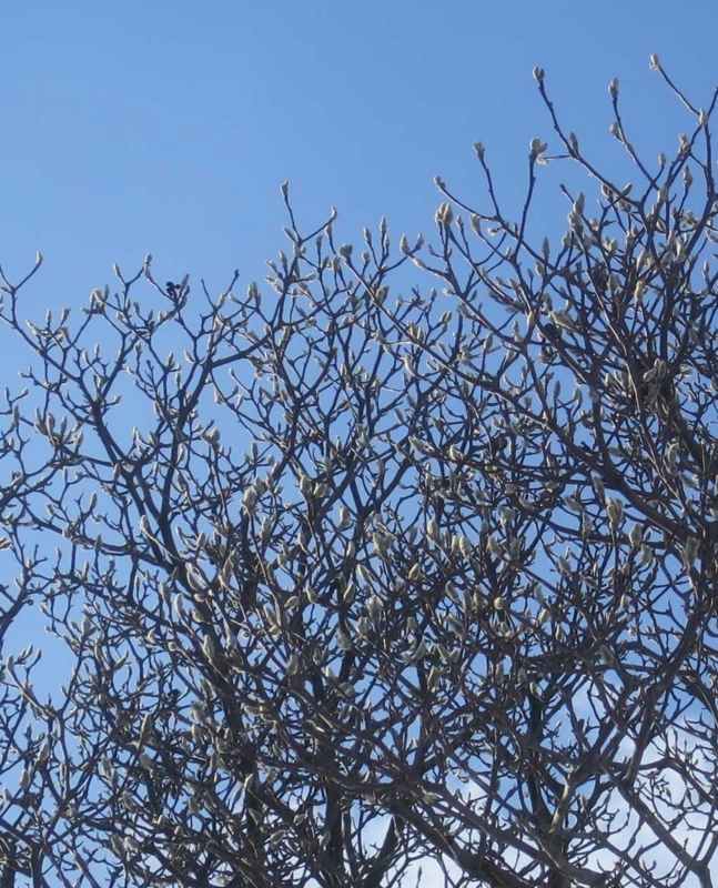 f:id:atarou:20180218070605j:image