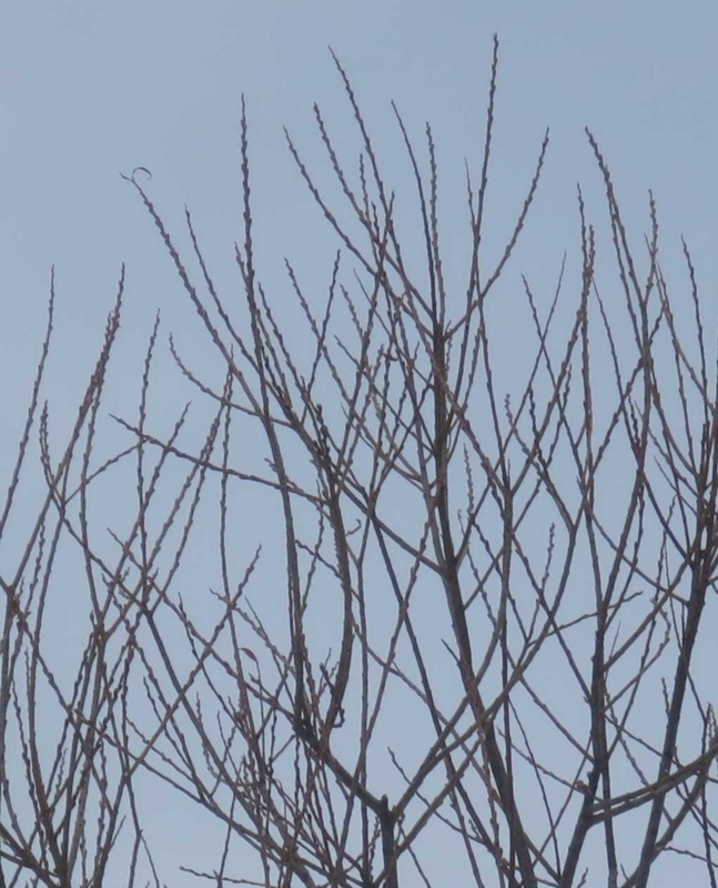 f:id:atarou:20180304065415j:image