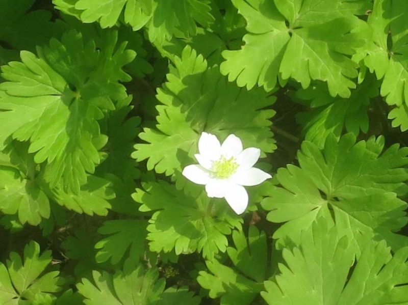 f:id:atarou:20180422065605j:image f:id:atarou:20180422065605j:image