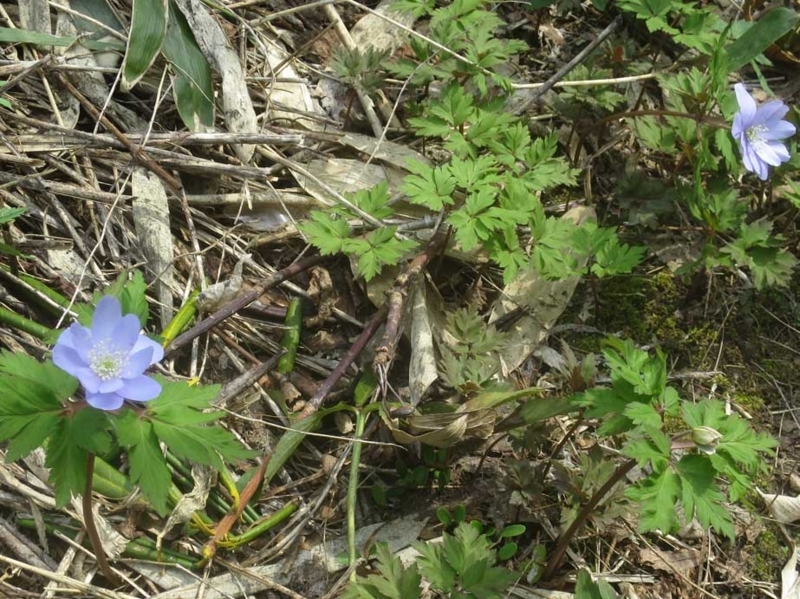 f:id:atarou:20180422065608j:image f:id:atarou:20180422065608j:image