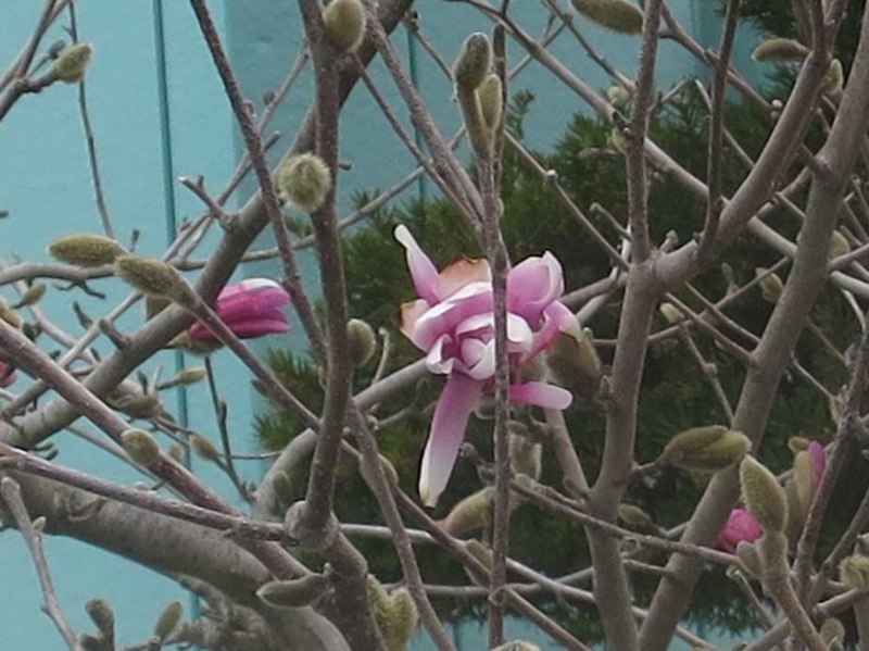 f:id:atarou:20180426063833j:image