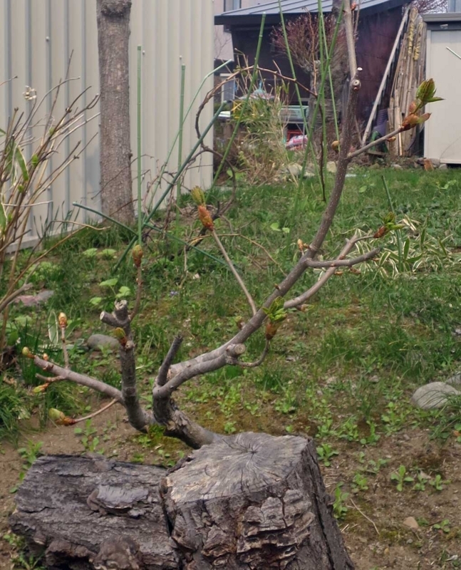 f:id:atarou:20180428065940j:image