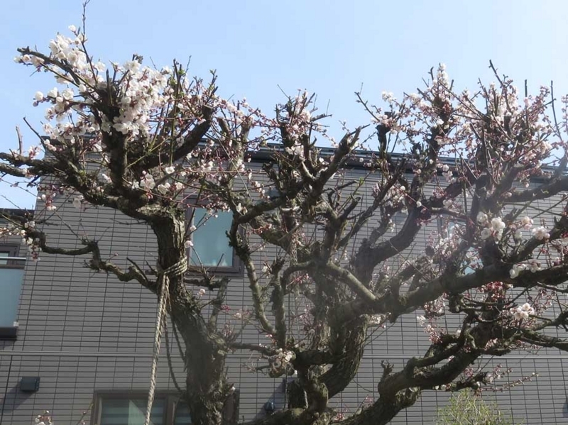 f:id:atarou:20180502062057j:image f:id:atarou:20180502062057j:image