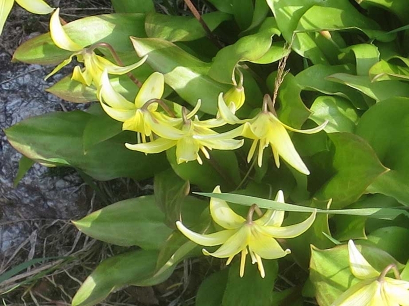 f:id:atarou:20180502062131j:image f:id:atarou:20180502062131j:image