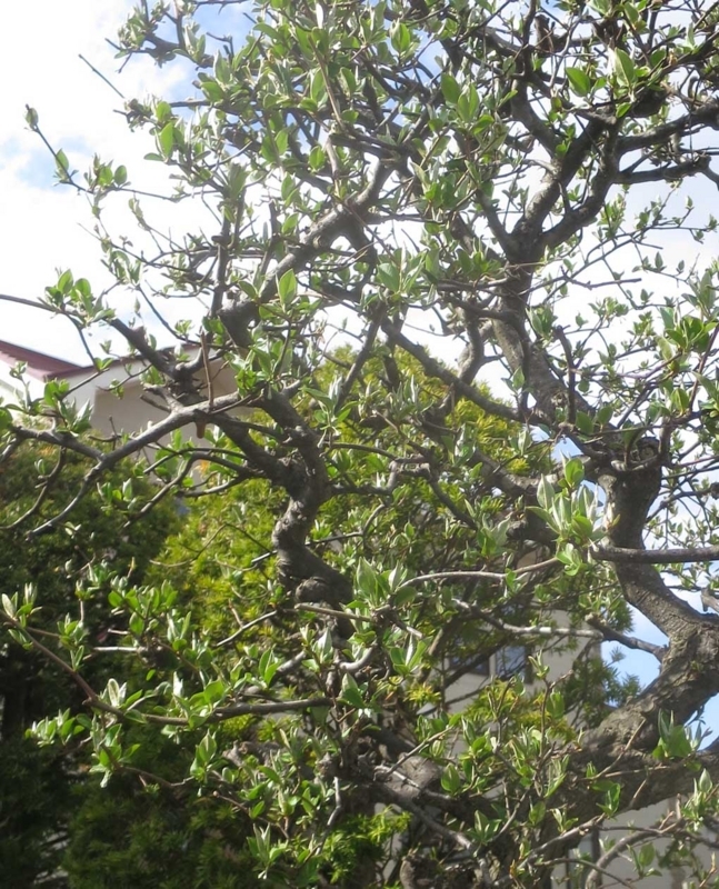 f:id:atarou:20180505071011j:image
