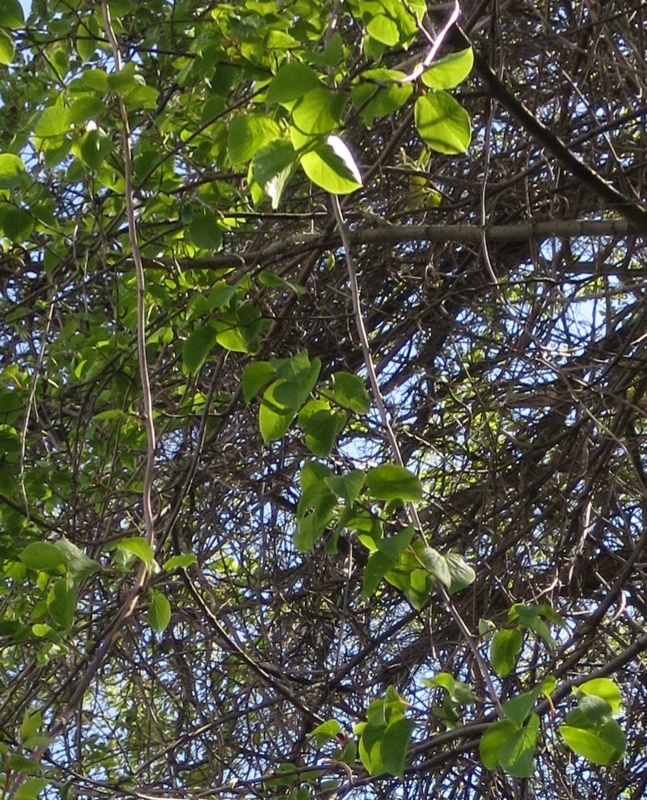 f:id:atarou:20180522063903j:image