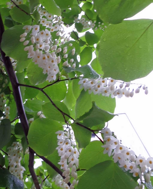 f:id:atarou:20180601055644j:image