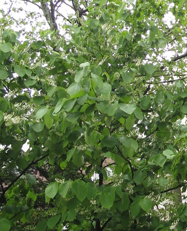 f:id:atarou:20180601061203j:image