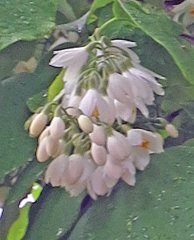 f:id:atarou:20180601061824j:image