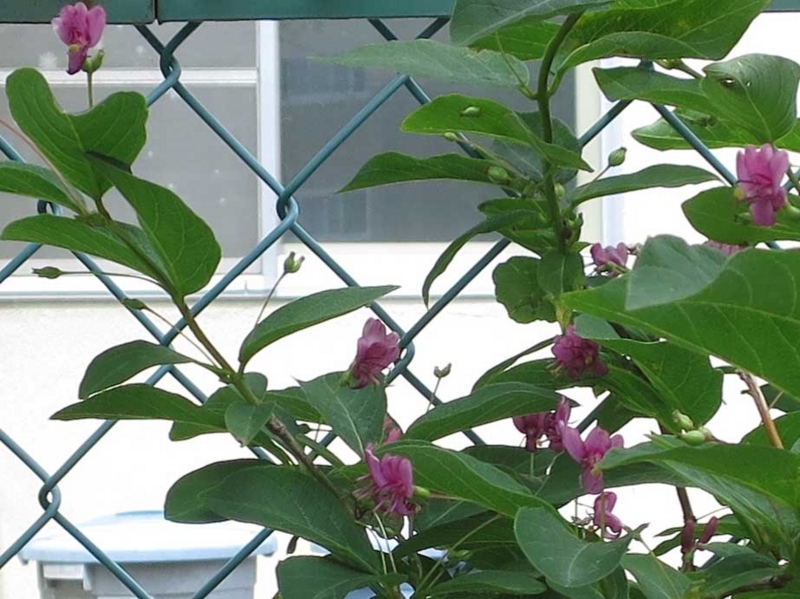 f:id:atarou:20180606061320j:image
