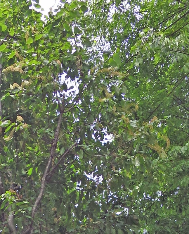 f:id:atarou:20180606062423j:image