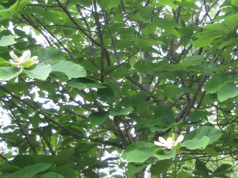f:id:atarou:20180606063055j:image