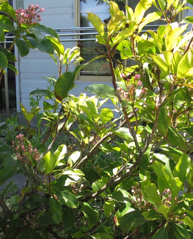 f:id:atarou:20180617063654j:image