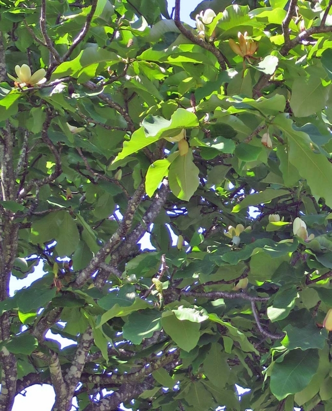 f:id:atarou:20180617064010j:image