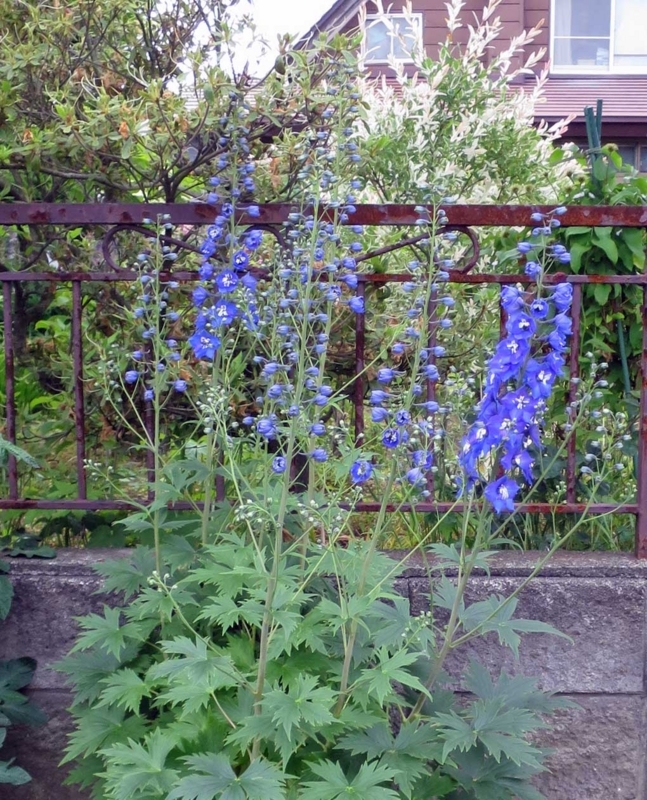 f:id:atarou:20180627070057j:image