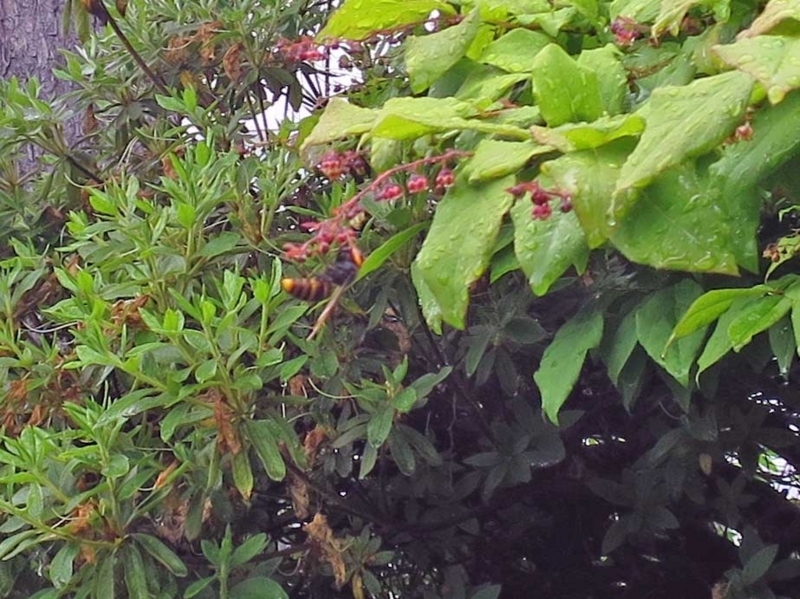 f:id:atarou:20180702064740j:image