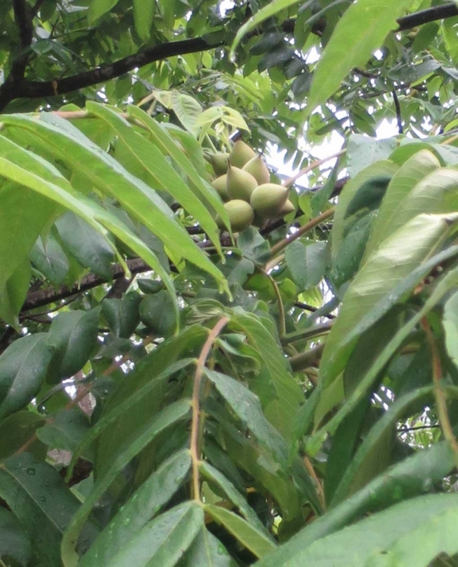 f:id:atarou:20180704062520j:image