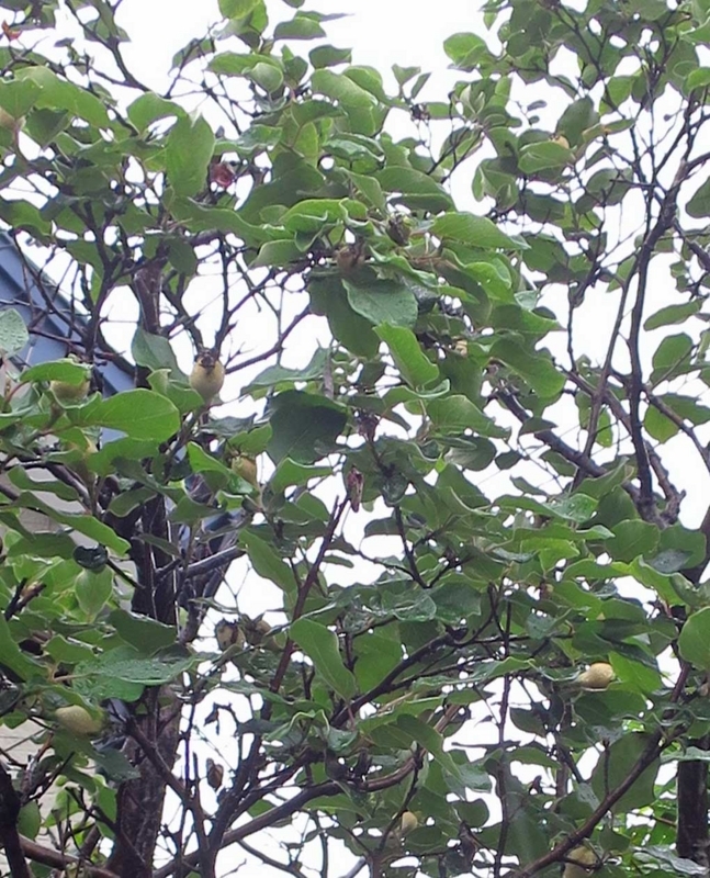 f:id:atarou:20180704064059j:image