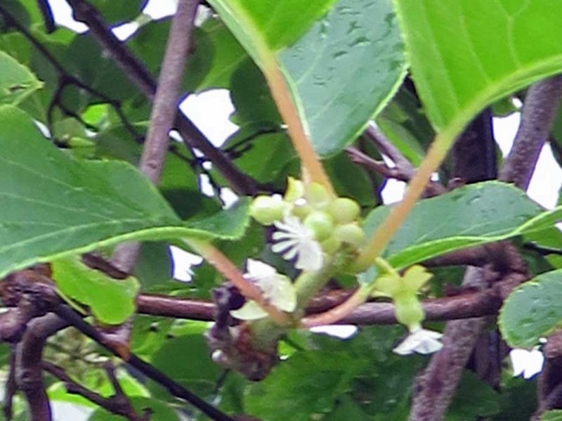 f:id:atarou:20180704065332j:image