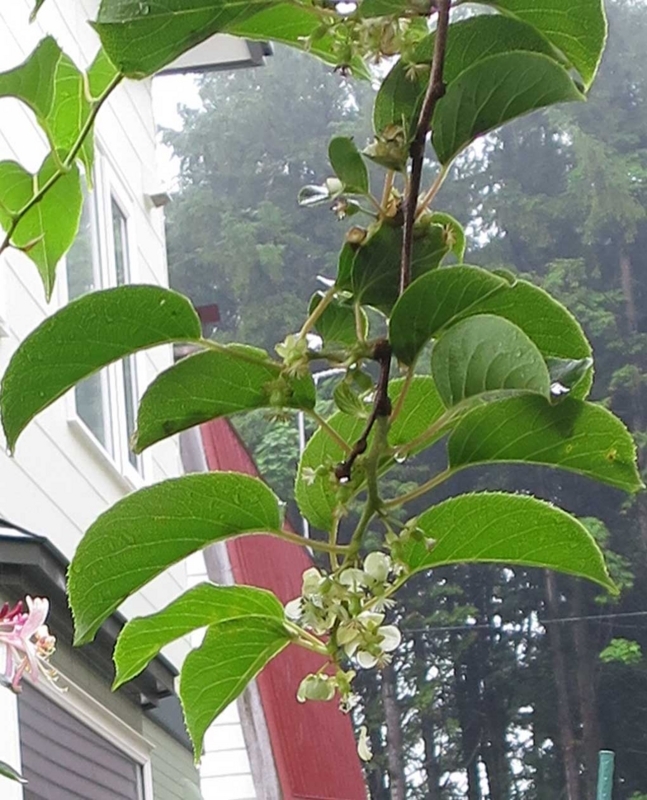 f:id:atarou:20180704065335j:image