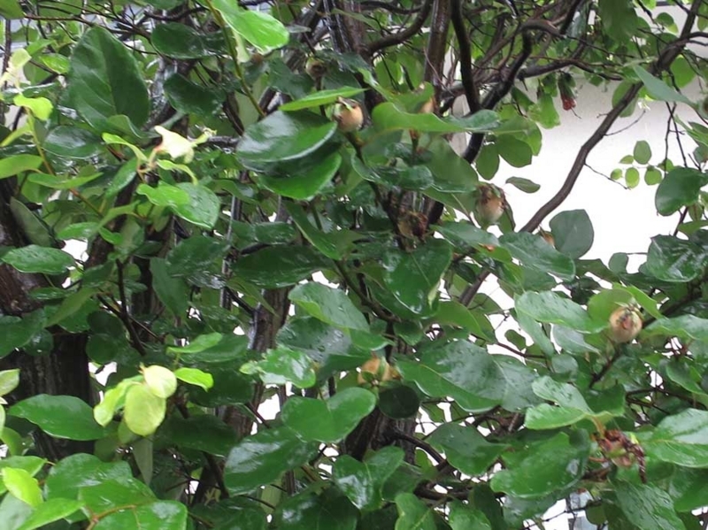 f:id:atarou:20180706064817j:image