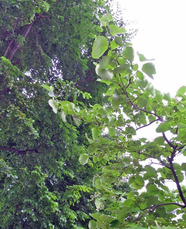f:id:atarou:20180707062905j:image