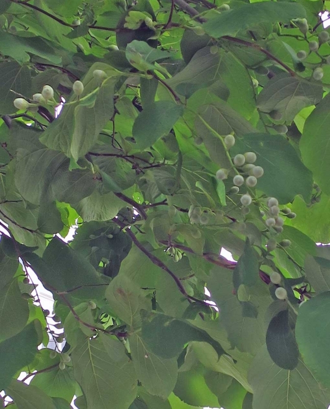 f:id:atarou:20180707065312j:image