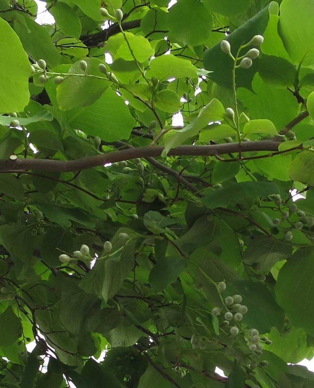 f:id:atarou:20180707065427j:image