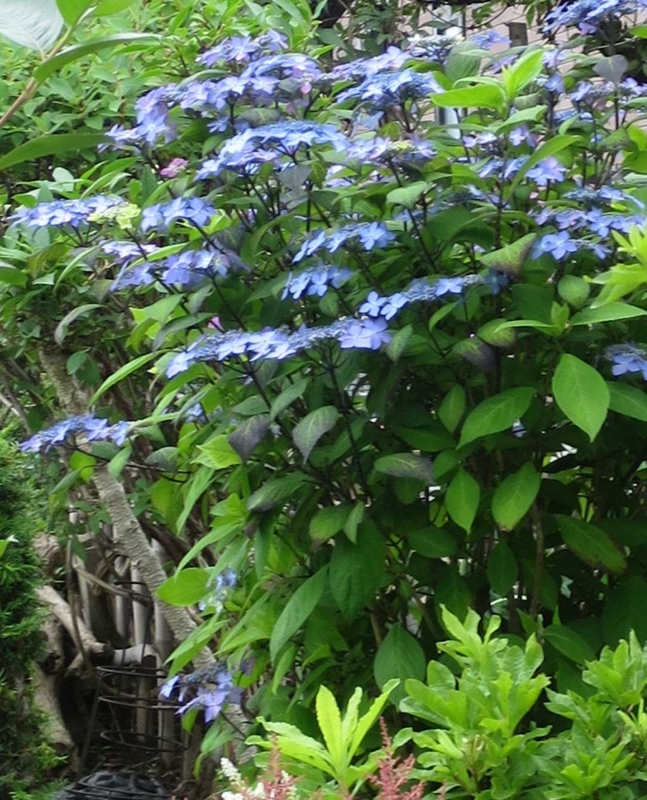 f:id:atarou:20180708065520j:image