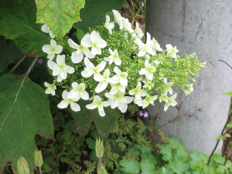 f:id:atarou:20180708065636j:image