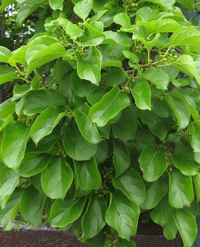 f:id:atarou:20180708070742j:image