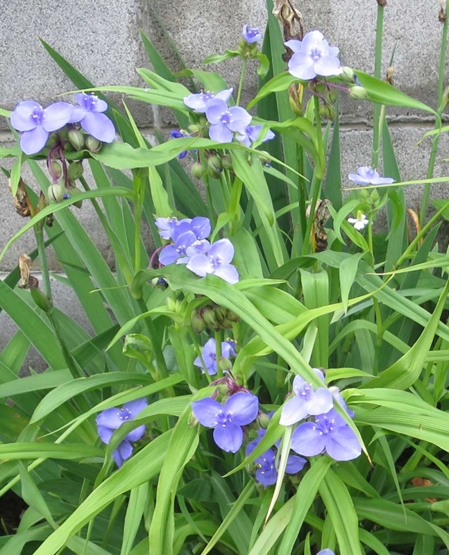 f:id:atarou:20180708071151j:image