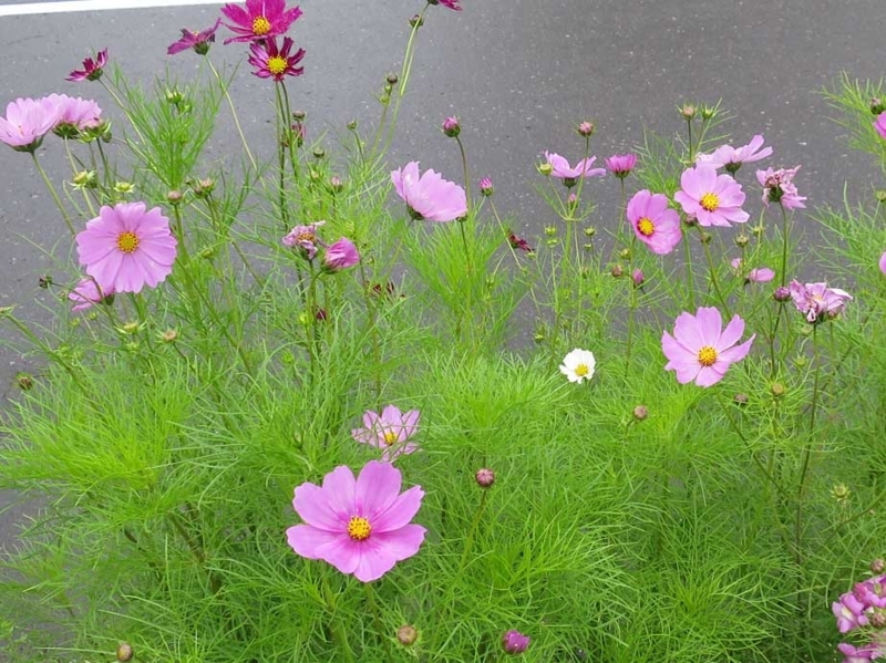 f:id:atarou:20180710065544j:image f:id:atarou:20180710065544j:image
