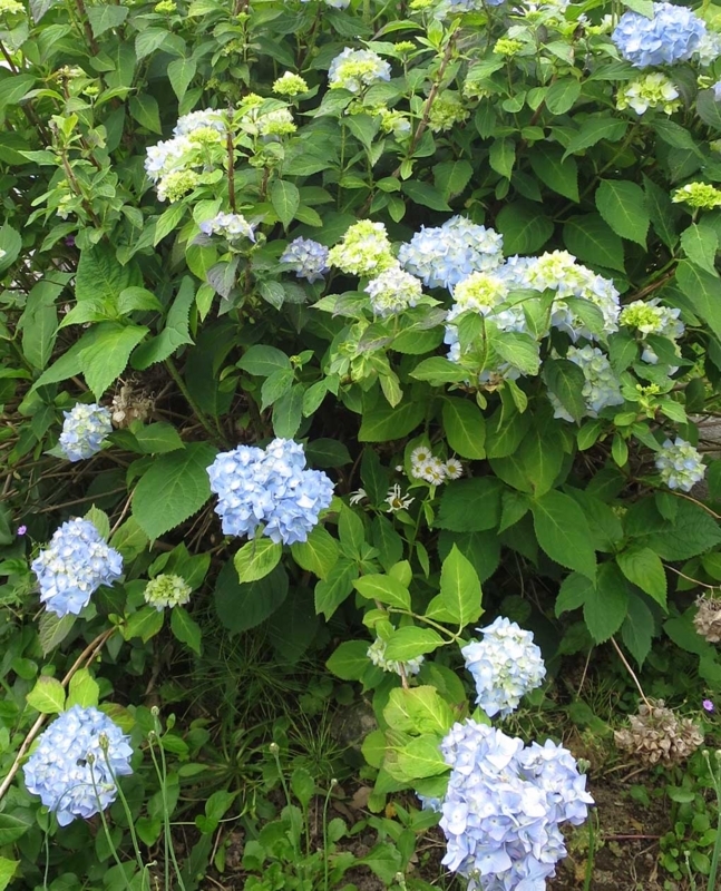 f:id:atarou:20180710070445j:image f:id:atarou:20180710070445j:image