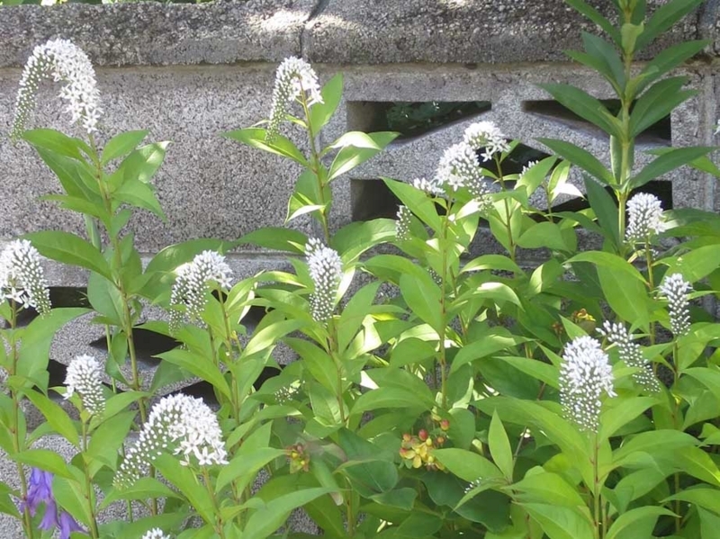 f:id:atarou:20180712070917j:image