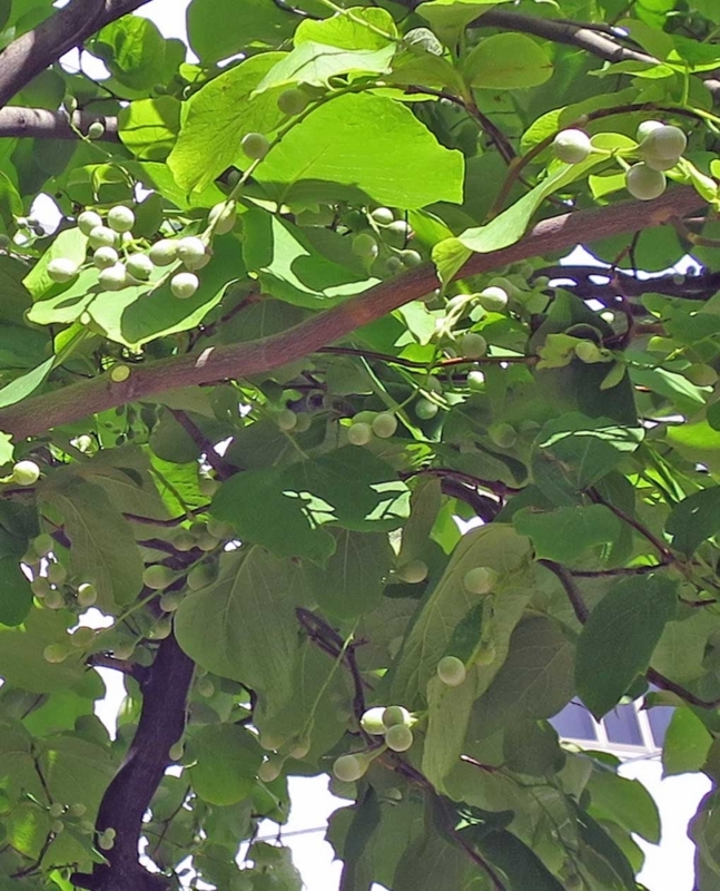 f:id:atarou:20180713065822j:image
