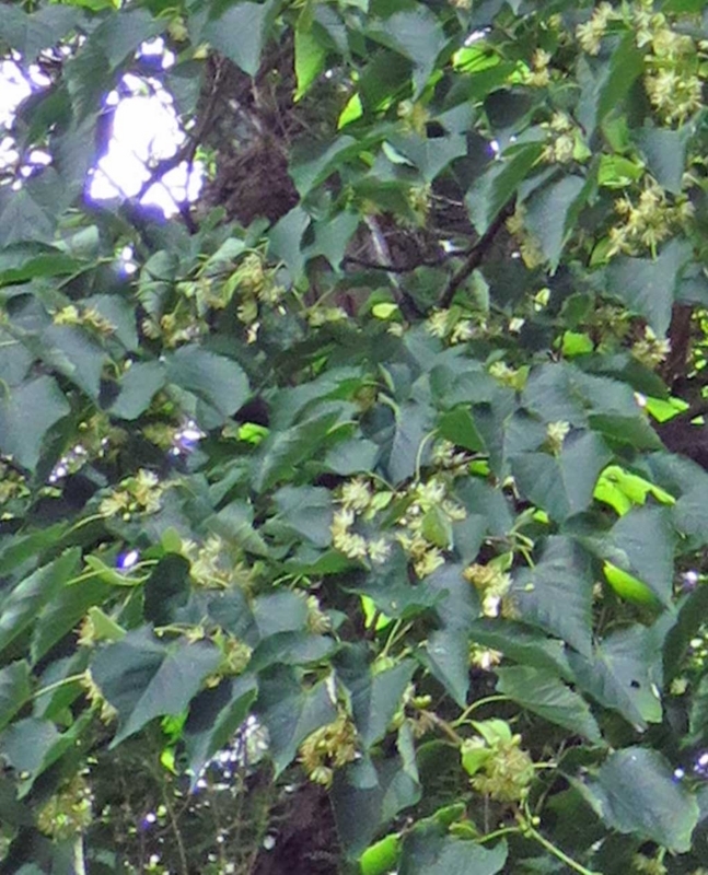 f:id:atarou:20180713070247j:image