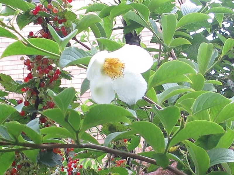 f:id:atarou:20180714065454j:image