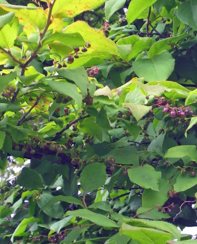 f:id:atarou:20180715070449j:image