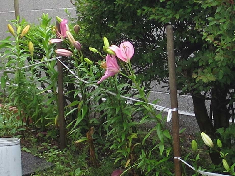 f:id:atarou:20180716064733j:image