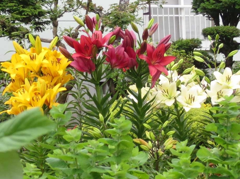 f:id:atarou:20180716064736j:image