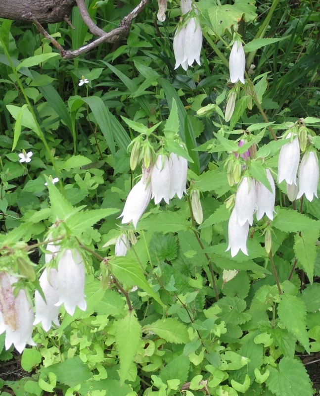 f:id:atarou:20180717063533j:image