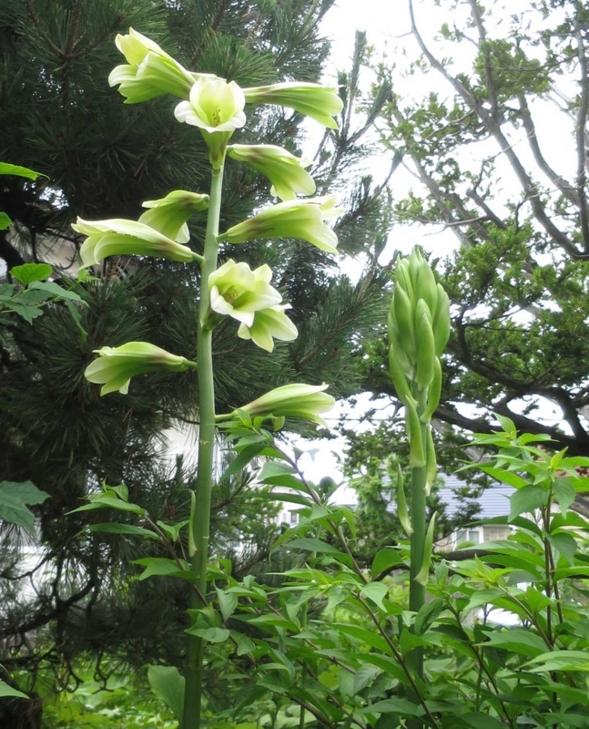 f:id:atarou:20180717063536j:image