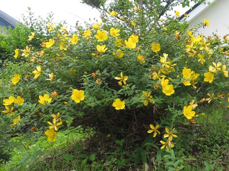 f:id:atarou:20180719070510j:image