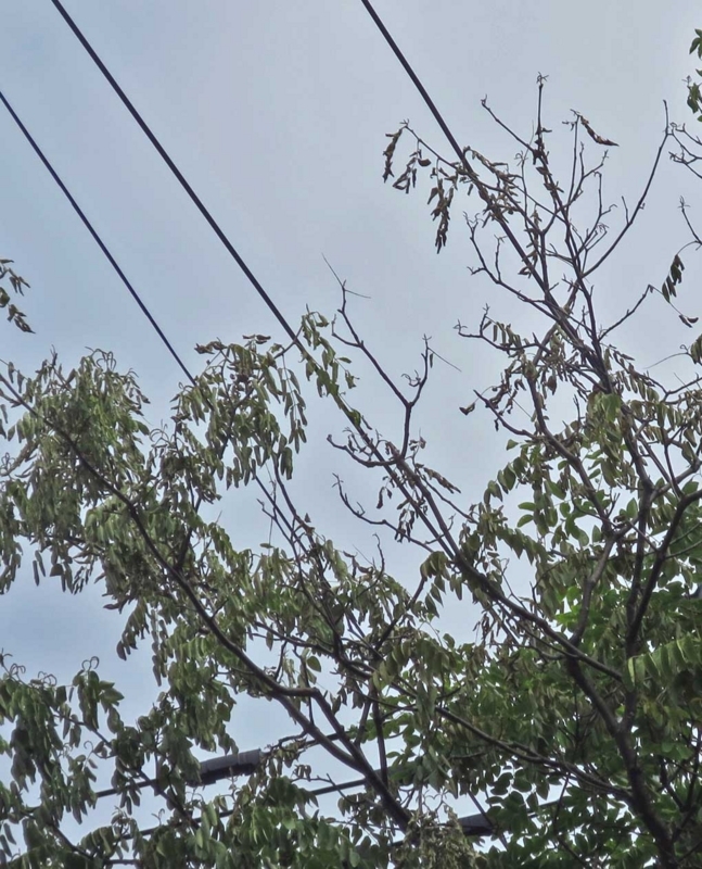 f:id:atarou:20180719071339j:image