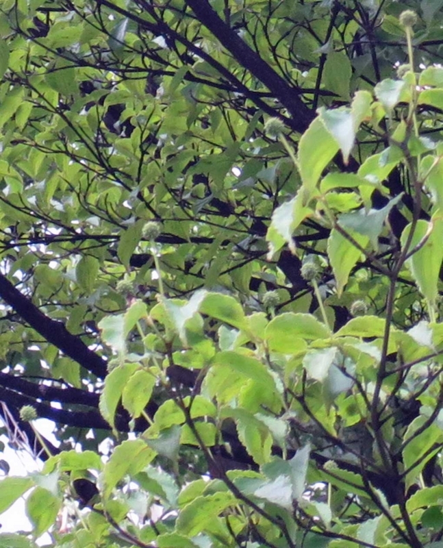 f:id:atarou:20180720063654j:image